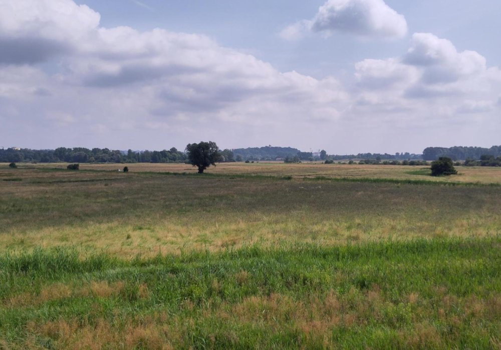 Freisinger_Moos_oben