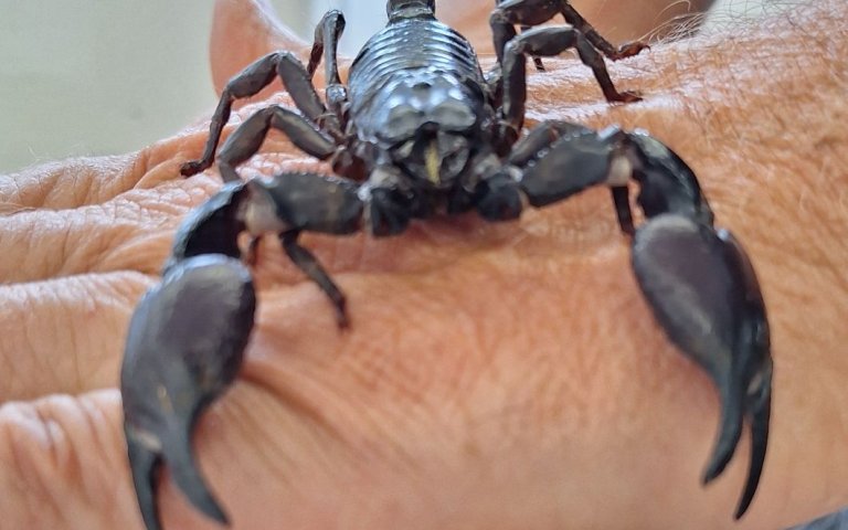 Kaiserskorpion