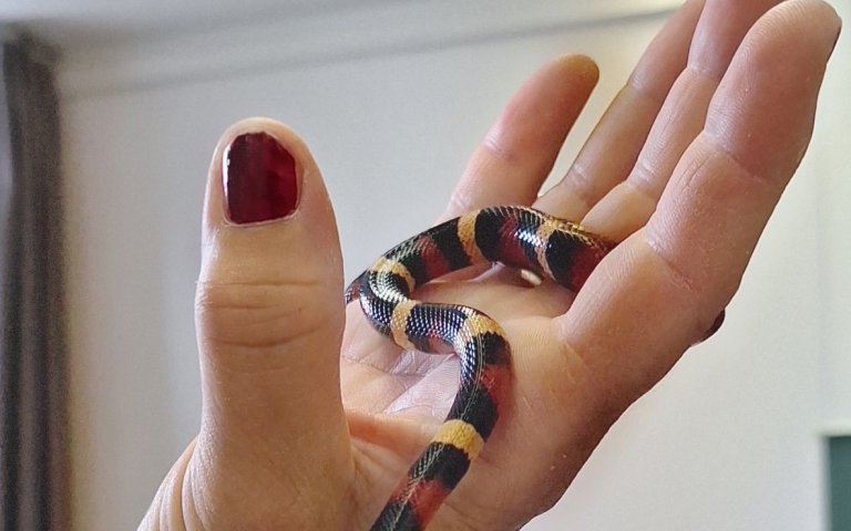 Könnigsnatter