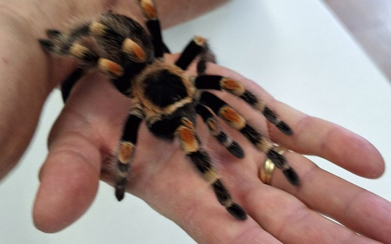 Mex. Rotknie-Vogelspinne