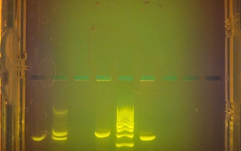 Molbio_Praktikum_04