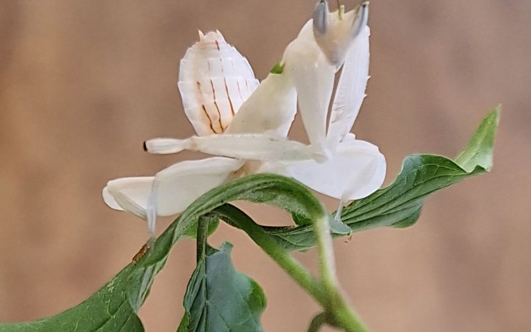 Orchideenmantis