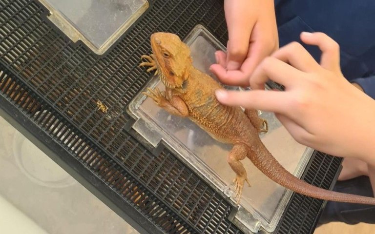 Reptilien_2025_10a