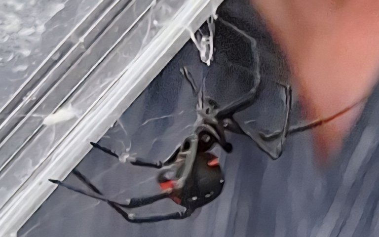 Schwarze Witwe